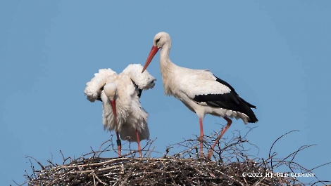Storch_37