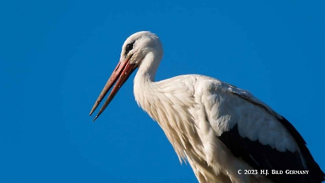 Storch_38
