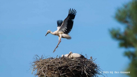 Storch_3