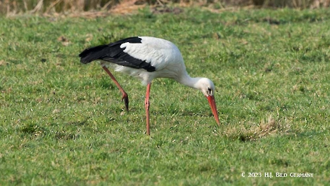 Storch_40