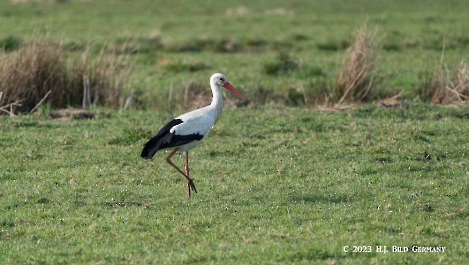 Storch_41