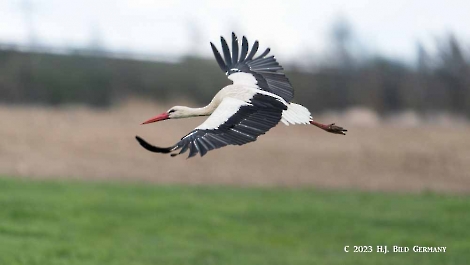 Storch_42
