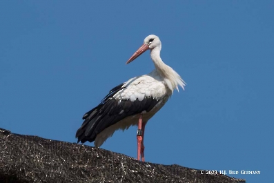 Storch_4