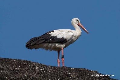 Storch_5