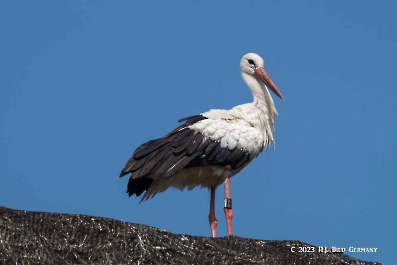 Storch_6