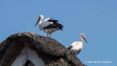 Storch_7