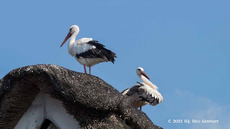 Storch_8