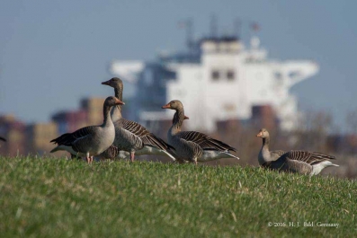 Wildgaense_27