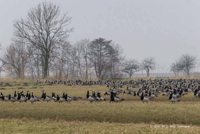 Wildgaense_51