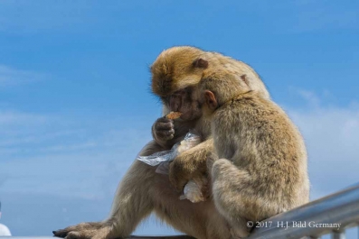 Fotomotive von Gibralter_8