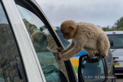 Fotomotive von Gibralter_9