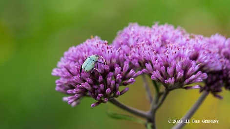 Vom Stubnerkogel  zum Zittauer Tisch_12