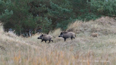 Wildleben im Nationalpark Vorpommersche Boddenlandschaft_10