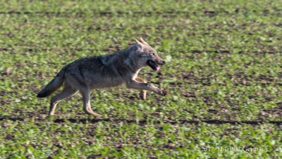 Wildleben im Nationalpark Vorpommersche Boddenlandschaft_11
