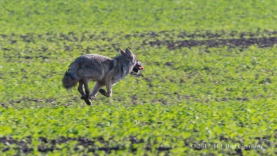 Wildleben im Nationalpark Vorpommersche Boddenlandschaft_12
