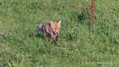 Wildleben im Nationalpark Vorpommersche Boddenlandschaft_13
