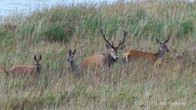 Wildleben im Nationalpark Vorpommersche Boddenlandschaft_14