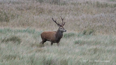 Wildleben im Nationalpark Vorpommersche Boddenlandschaft_15