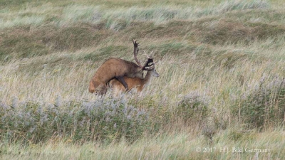 Wildleben im Nationalpark Vorpommersche Boddenlandschaft_16