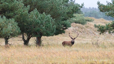 Wildleben im Nationalpark Vorpommersche Boddenlandschaft_17