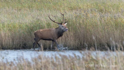 Wildleben im Nationalpark Vorpommersche Boddenlandschaft_18