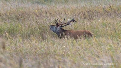 Wildleben im Nationalpark Vorpommersche Boddenlandschaft_19