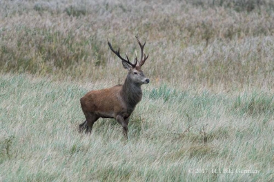 Wildleben im Nationalpark Vorpommersche Boddenlandschaft_1