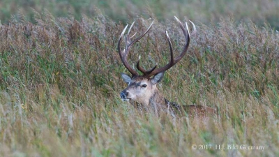 Wildleben im Nationalpark Vorpommersche Boddenlandschaft_20