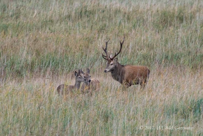 Wildleben im Nationalpark Vorpommersche Boddenlandschaft_21