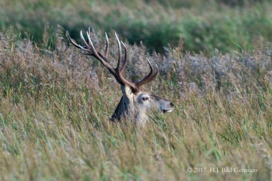 Wildleben im Nationalpark Vorpommersche Boddenlandschaft_2