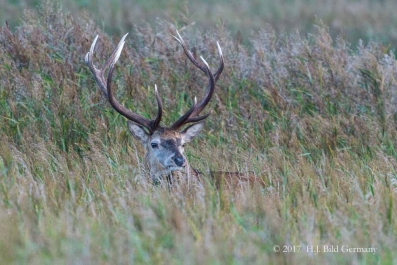 Wildleben im Nationalpark Vorpommersche Boddenlandschaft_3