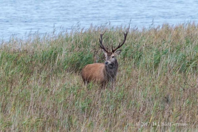 Wildleben im Nationalpark Vorpommersche Boddenlandschaft_4