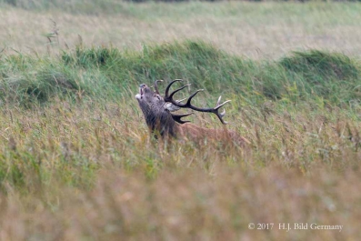 Wildleben im Nationalpark Vorpommersche Boddenlandschaft_5