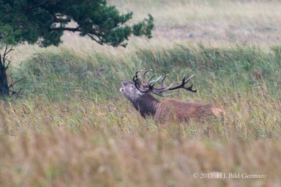 Wildleben im Nationalpark Vorpommersche Boddenlandschaft_6