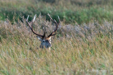 Wildleben im Nationalpark Vorpommersche Boddenlandschaft_7