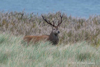 Wildleben im Nationalpark Vorpommersche Boddenlandschaft_8