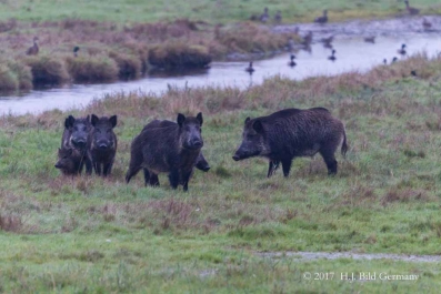 Wildleben im Nationalpark Vorpommersche Boddenlandschaft_9